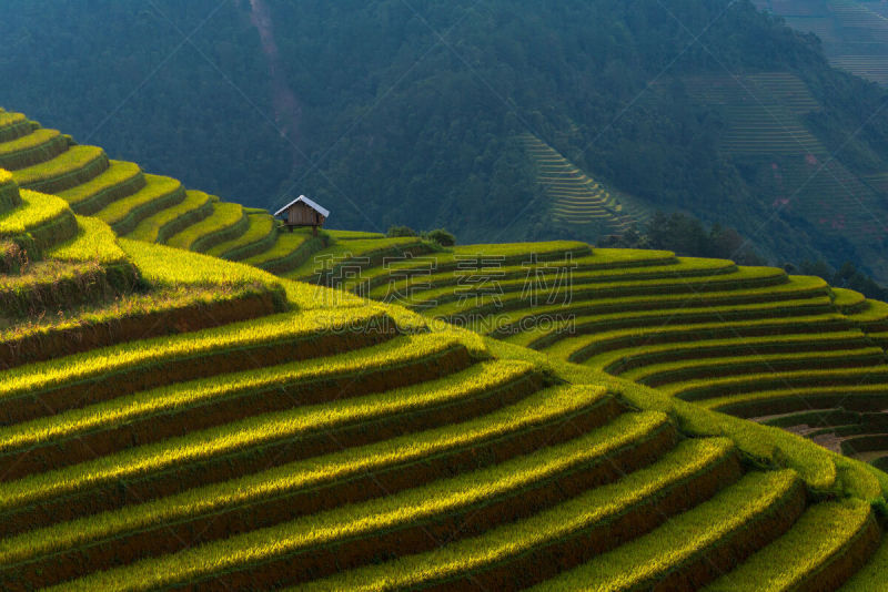 梯田,拉茶,田地,越南,稻,白族,山谷市,mud pot,老街省,沙坝