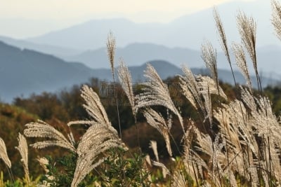芒草,潘帕斯大草原,水平画幅,银色,秋天,无人,日本,草,摄影