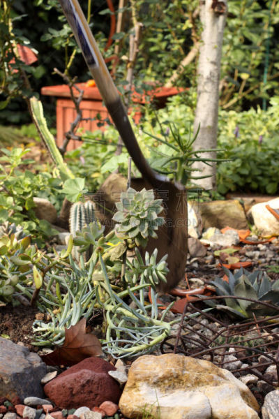 肉质植物,紫叶莲花掌,风车厂,景天科的,龙舌兰属植物,自然,垂直画幅,岩石,泥土,户外