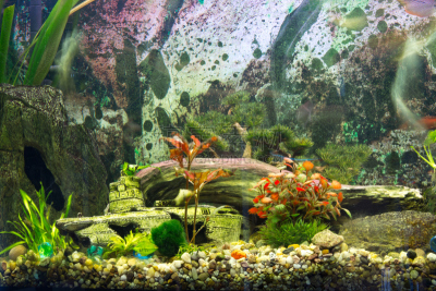水族馆,自然,水平画幅,岩石,无人,水下,淡水鱼,植物,鱼缸