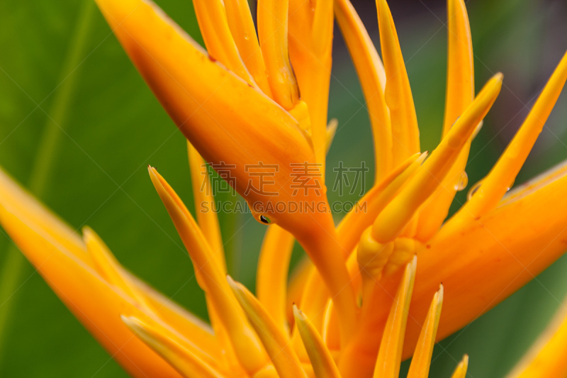 parrot's beak海里康属植物,马来西亚,仅一朵花,金色,手电筒,海里康属,水,水平画幅,无人,热带雨林