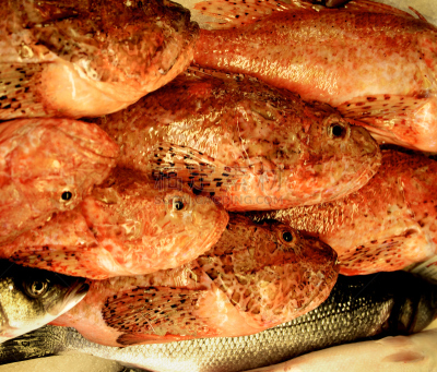 红笛鲷,生食,背景,红点石斑,条纹鲈鱼,gilthead bream,鲶科鱼,养鱼场,黑鲈,鱼市