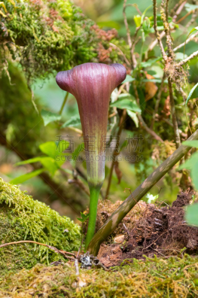 泰国,亚洲,红色,眼镜蛇百合,黄花菖蒲,褐色,清迈省,森林,花,生长