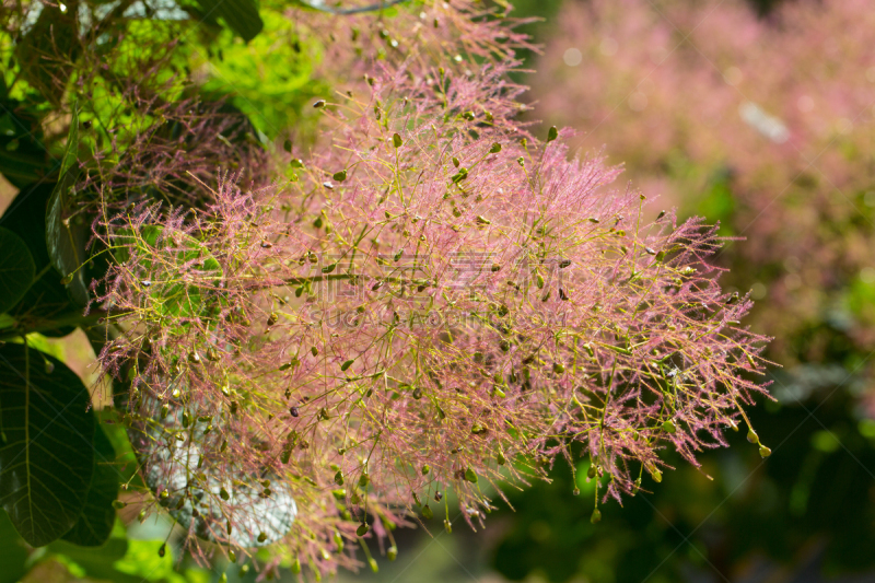 花朵,枝,法国,枝繁叶茂,花的组成部分,植物,户外,园艺,南,黄色