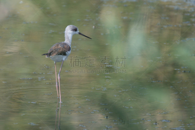 幼小动物,黑翅长脚鹬,自然,野生动物,水平画幅,小的,可爱的,鸟类,湿,野外动物