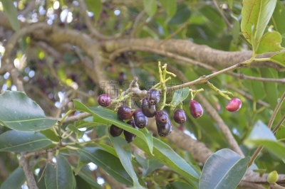 水果,mahogany tree,枇杷,葡萄番茄,樱桃番茄,自然,水平画幅,小的,生物,无人
