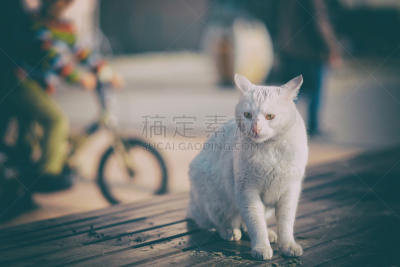 野生猫科动物,多余,骑自行车,水平画幅,动物,夏天,自行车,悲哀,脚踏车,钟针