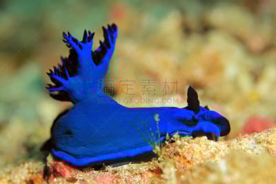 海洋生命,海蜗牛,图像,扁形虫,鼻涕虫,软体动物,腹足动物,野外动物,无人,蜗牛