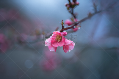 皱皮木瓜,春天,白色,自然,红色,季节,粉色,法国,图像,花朵