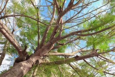 叶子,自然美,枝,森林,白色背景,正下方视角,水平画幅,无人,古老的,巨大的