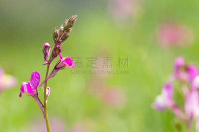 野花,草地,微距,皱皮木瓜,清新,3到4个月,背景,2015年,夏天,自然