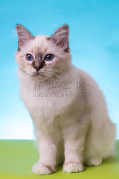 猫,蓝色,分离着色,绿色背景,灵性,垂直画幅,正面视角,美,褐色,缅甸