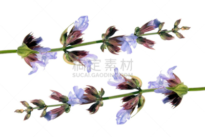 鼠尾草,鹭管鱼,白色,分离着色,紫鼠尾草,紫雨鼠尾草,水平画幅,唇形科,夏至草,白色背景