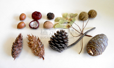 落叶树,水果,种子,松果,平衡折角灯,小无花果树,水平画幅,无人,挪威云杉,户外