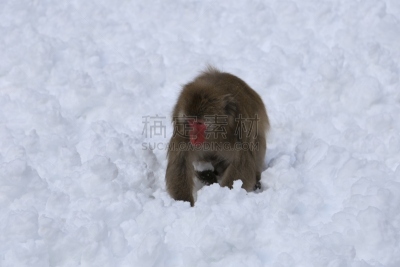 雪,猴子,风景,日本猕猴,冈山县,本州岛中国地区,雪山,公园,水平画幅,瀑布