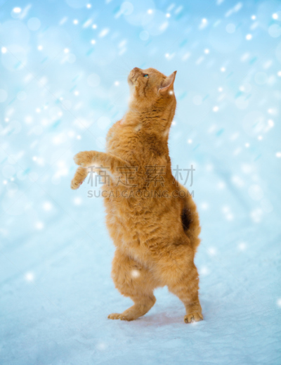 野生猫科动物,进行中,雪,户外,冬天,红色,正下方视角,恳求,落下,站