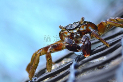 螃蟹,盒蟹,条纹食草蟹,陆地蟹,蓝蟹,水平画幅,注视镜头,动物身体部位,肖像,海洋