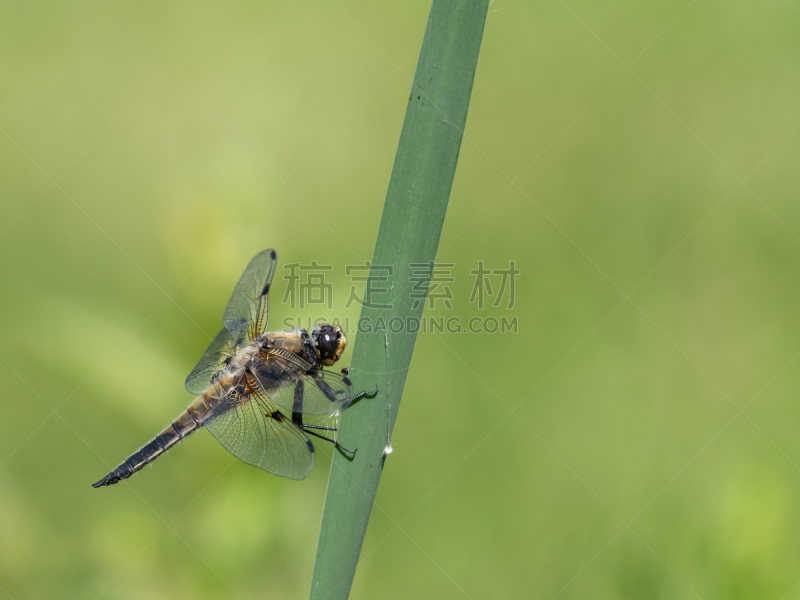 斑点,钓竿,blue darter dragonfly,四只动物,野生动物,环境,奥地利,翅膀,动物嘴,撇水蜻蜓