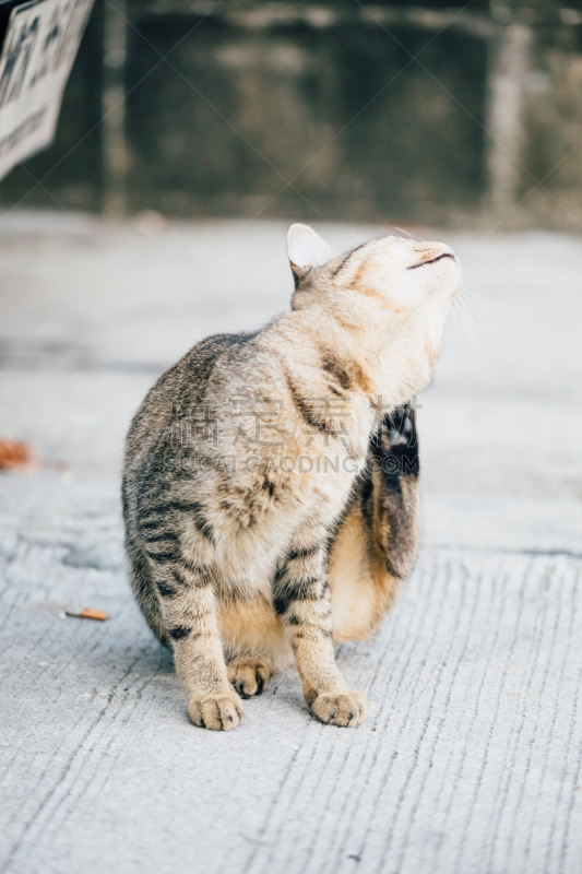 被抛弃的,猫,格林威治村,流浪动物,斑纹猫,垂直画幅,在下面,户外,哺乳纲