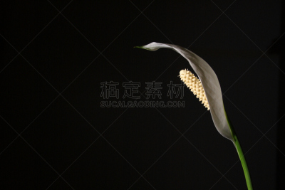 白色,花烛属,美,水平画幅,形状,尖的,无人,美人,仅一朵花,植物