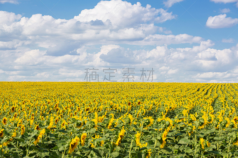 向日葵,天空,蓝色,田地,巨大的,云,农业,有机农庄,农场,植物