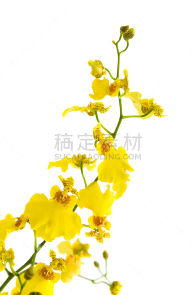 兰花,文心兰,自然,垂直画幅,绿色,无人,色彩鲜艳,白色背景,异国情调,背景分离