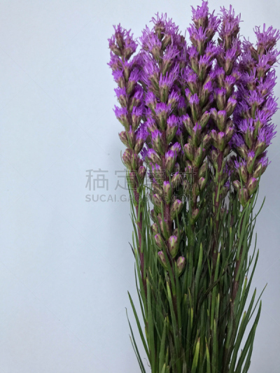 Violet flower decoration