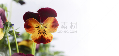 三色紫罗兰,农业,清新,花盆,春天,植物,夏天,园艺,日本,礼物