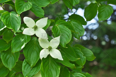 山茱萸,水平画幅,绿色,平塚市,无人,五月,日本,白色,春天,植物