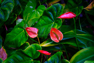 植物群,植物园,水,美,兰花,公园,水平画幅,形状,无人,热带雨林