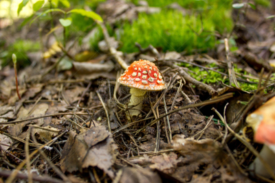 自然,伞形毒菌,水平画幅,秋天,无人,有毒生物体,苔藓,毒蝇菇,蘑菇,特写