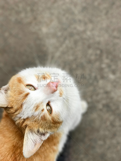 生姜,看,小猫,低视角,海湾街道,收容中心,姜黄色的猫,野猫,流浪动物,在下面