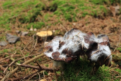 未来,水平画幅,套色版,平视角,古老的,过去,前景聚焦,树林,真菌,使用标签