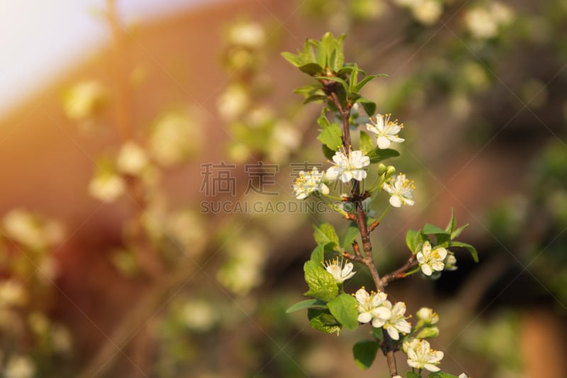 垂枝樱花,复活节,清新,樱桃,雌蕊,夏天,樱花,果园,自然,五月