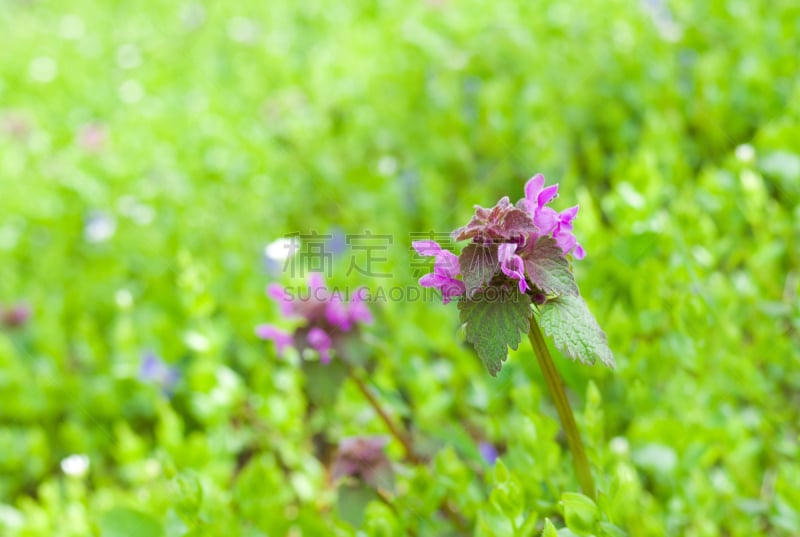 野花,斯普林费德,水平画幅,形状,无人,户外,复杂性,田地,植物,光