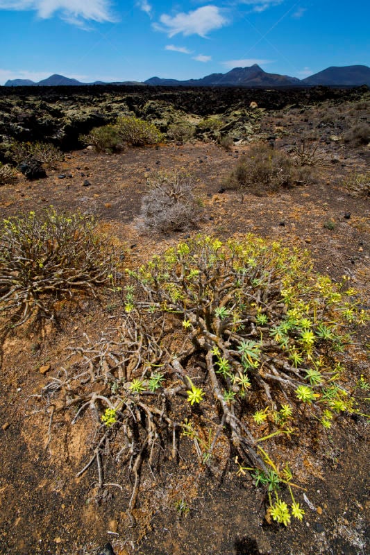 timanfaya national park,兰萨罗特岛,山,夏天,灌木,垂直画幅,天空,褐色,洞,沙子