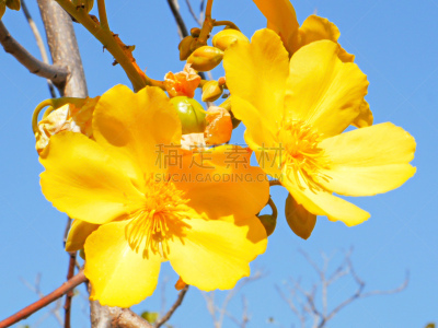 木棉树,特写,自然,黄色,季节,鲜花盛开,热带气候,环境,图像,kakadu