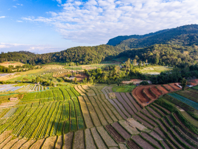米,地形,房屋,梯田,风景,自然美,心脏移植术,移植手术,水稻梯田,缅甸