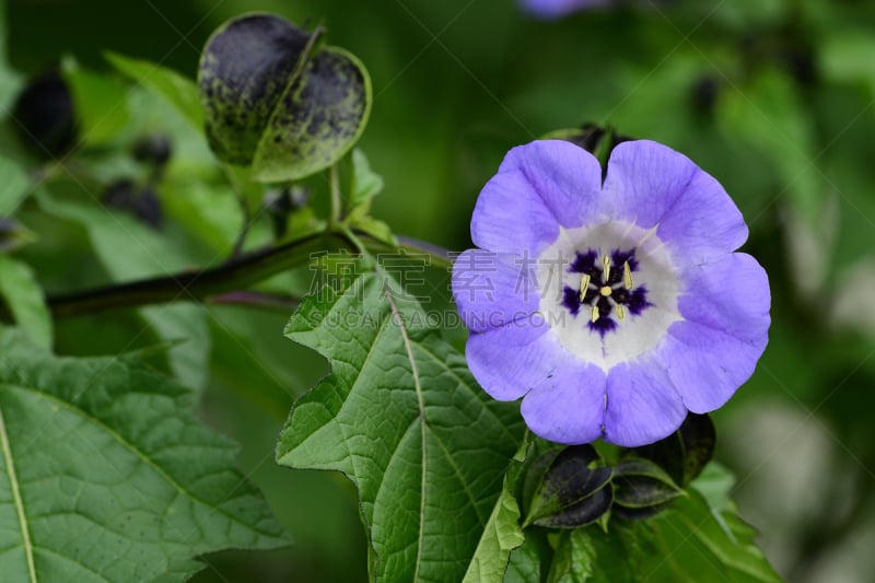 苹果,秘鲁,清新,仅一朵花,英国,自然美,植物,夏天,户外,园艺