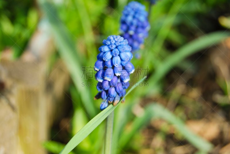 花序,春天,葡萄风信子,海洋,美,水平画幅,无人,早晨,夏天,户外