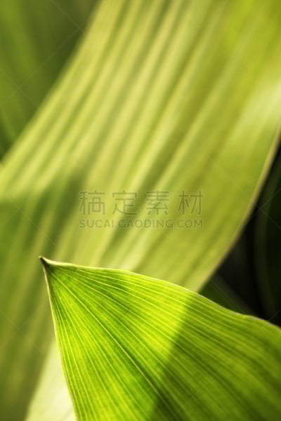 玉簪属植物,植物,叶子,园林,green corn lily,春侧金盏花,佛焰苞,肉穗花序,植物类型,叶绿素