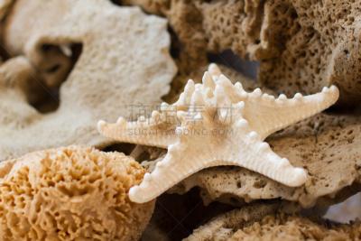 海星,海绵,褐色,水平画幅,贝壳,软体动物,纪念品,干的,海滩,星形
