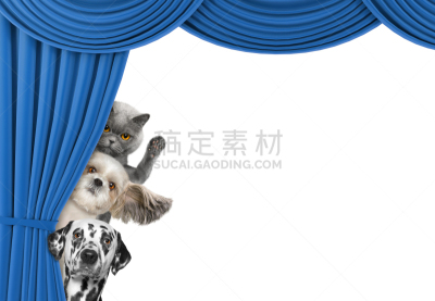 猫,狗,可爱的,在之后,窗帘,大麦町,美,水平画幅,家庭生活,特写