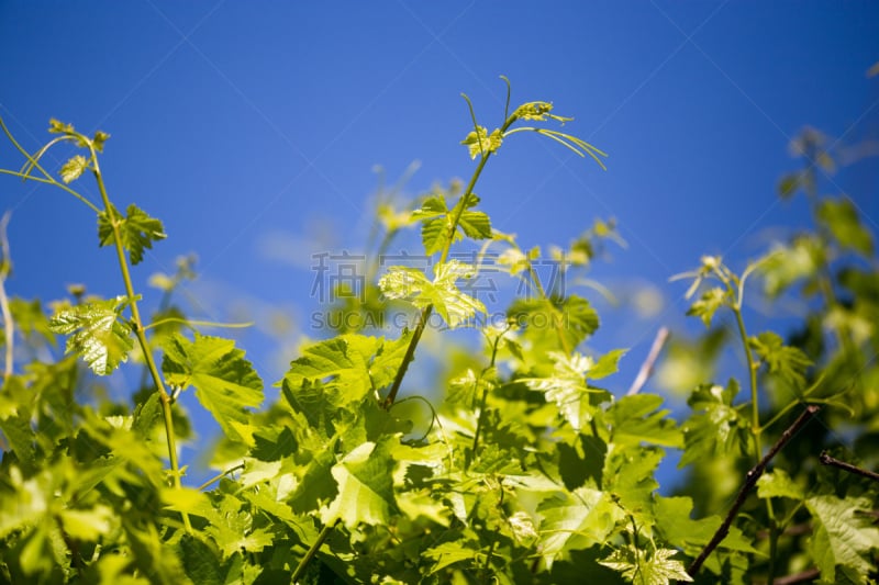 天空,葡萄,海洋,无人,哈萨克斯坦,背景,髭长尾猴,图像,水平画幅,大自然保护协会