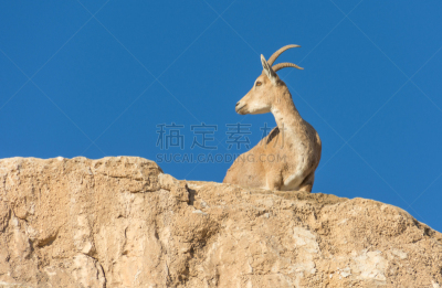 野生山羊,山羊,以色列,努比亚人,拉蒙陨石坑,自然,褐色,水平画幅,岩石,无人