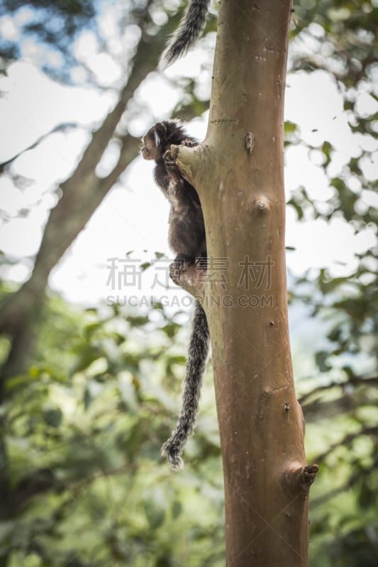 猴子,小的,森林,大西洋,热带气候,野生动物,灵长目,金狮绢毛猴,动物,尾巴