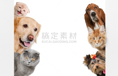 白色,舌头,水平画幅,梗犬,巨大的,充满的,俄罗斯,毛绒绒,看,狗