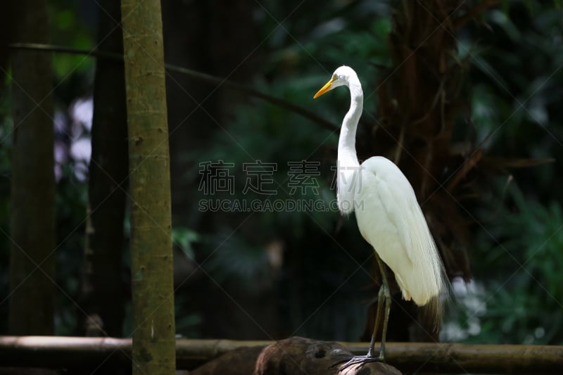 白鹭,亚马逊地区,苍鹭,水平画幅,无人,西班牙高铁,贝伦,摄影