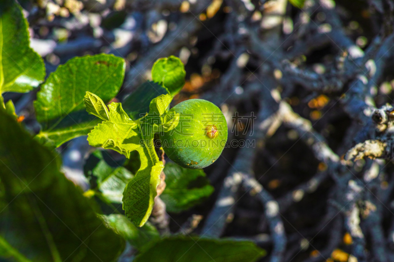 Vegetation on lava rocks, fig fruits riping on fig tree, Timanfaya national park, Lanzarote, Canary Islands, Spain