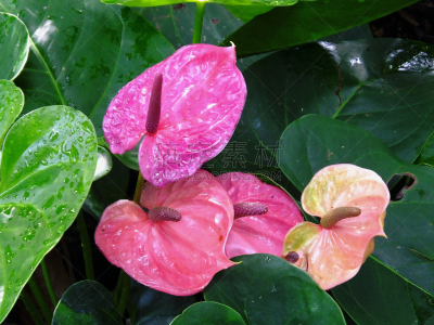 花烛属,火烈鸟百合,肉穗花序,自然,水平画幅,无人,雨滴,红色,植物,雨